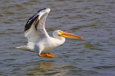 White Pelican Taking Off 47411