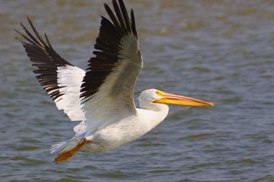 White Pelican In Flight 47412