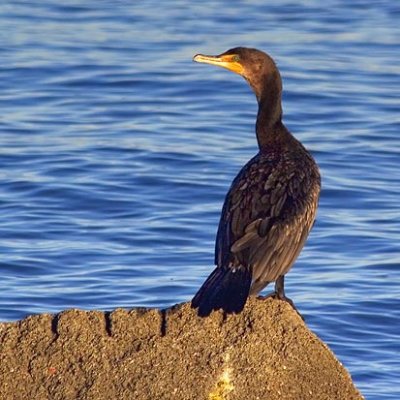 Cormorant On A Rock 48288