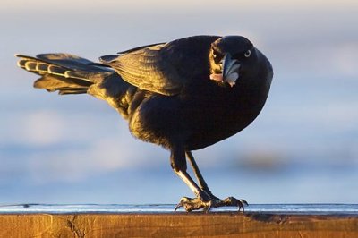 Grackle With Breakfast 48875