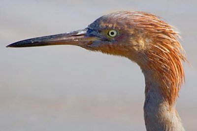 Reddish Egret? 49053