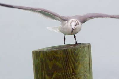 One-Footed Gull 49352