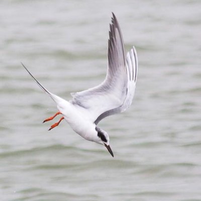 Tern Diving 49339