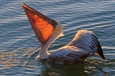 Backlit Pelican Pouch 49779