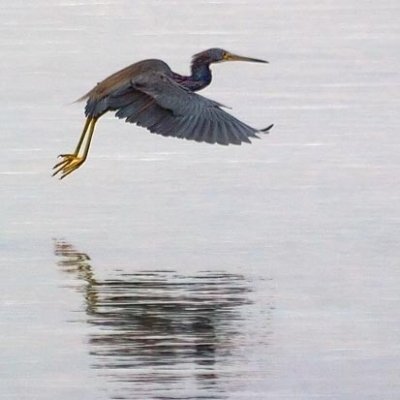 Tri-color Heron Landing 20070117