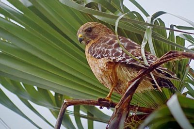 Hawk In A Palm 51106