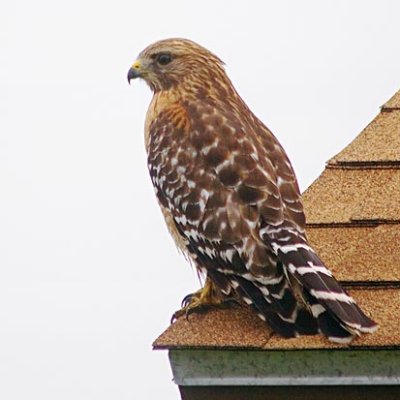 Hawk On A Roof 51128