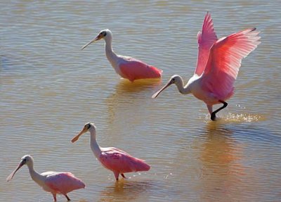 Roseate Spoonbills 51573