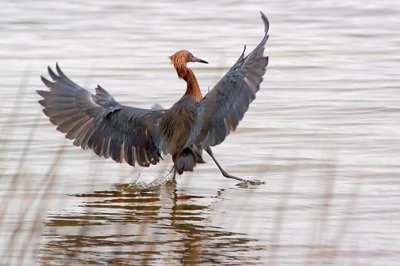 Reddish Egret Landing 20070130