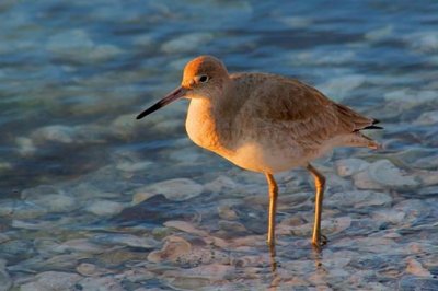 Willets of Texas