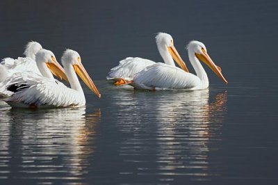 White Pelicans 51888