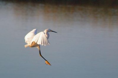 Egret Landing 51915