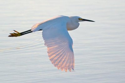 Egret In Flight 51930