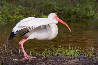 White Ibis 20070203