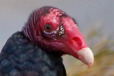 Turkey Vulture Head 52162 (crop)