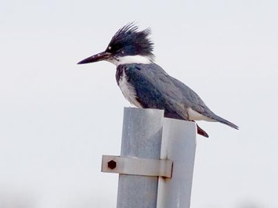 Kingfisher On A Road Sign 52455 (crop)