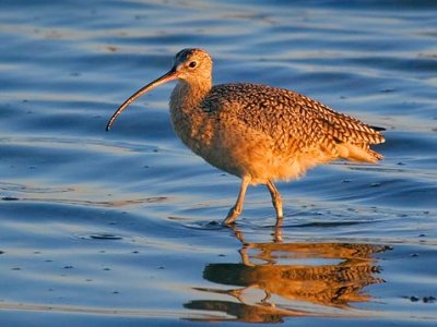 Long-Billed Curlew At Sunrise 52573