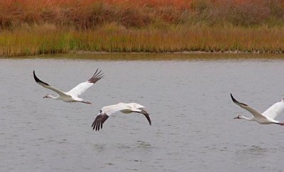 Whooping Crane Family On The Move 53180