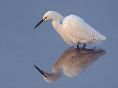 Snowy Egret 52963