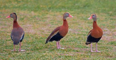 Black-Bellied Whistling Ducks 20070209