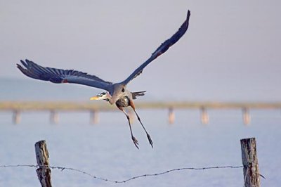Heron Taking Flight 53415