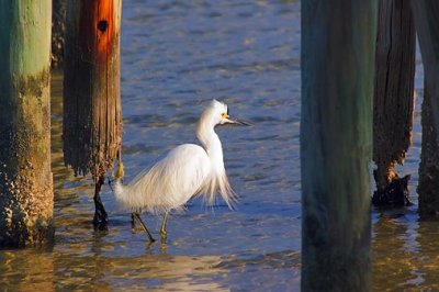 Egret Among Pilings 20070214