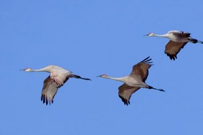 Sandhill Cranes In Flight 53767