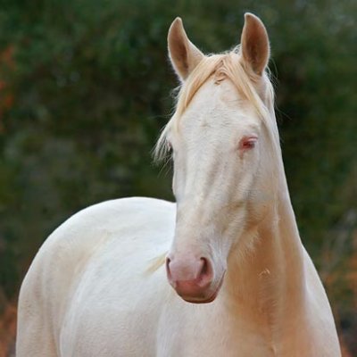 Pale Horse 53325