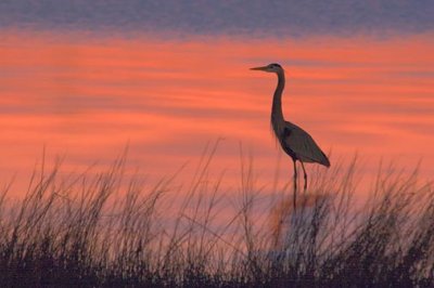 Heron In Dawn Light 20070217