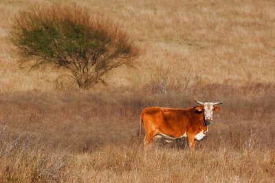 Texas Cow 53982