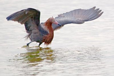 Reddish Egret Hunting 54710