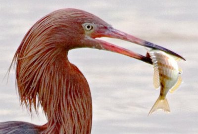 Reddish Egret With Catch 54724 (crop)