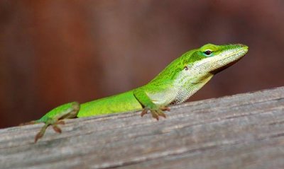 Green Anole 55587