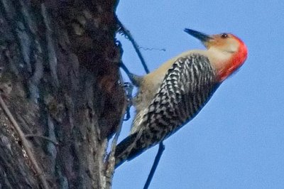 Red-Bellied Woodpecker 55571