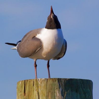 Laughing Gull Laughing 55959