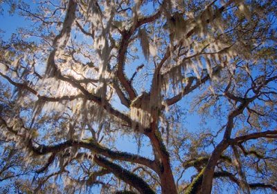 Spanish Moss 20070305