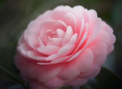 Camellia Flower 55777
