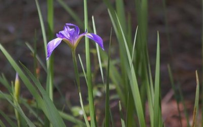 Purple Swamp Iris 56358