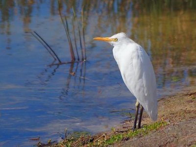 Cattle Egret 56438