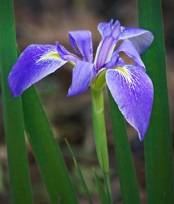 Purple Swamp Iris 56359