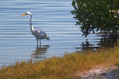 Great Egret 56491