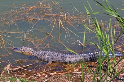 American Alligator 56688