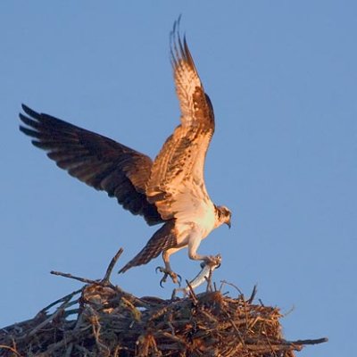 Osprey With Catch 20070314