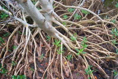 Mangrove Roots 56828