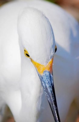 Snowy Egret Face 56801