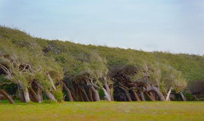 Windswept Live Oaks 55400