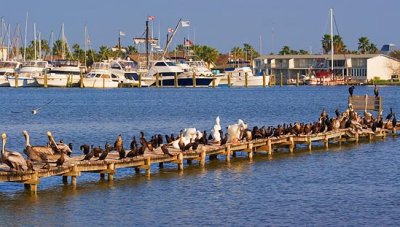 Pier of Birds 55330