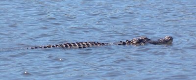 Gator In Gator Lake 56932