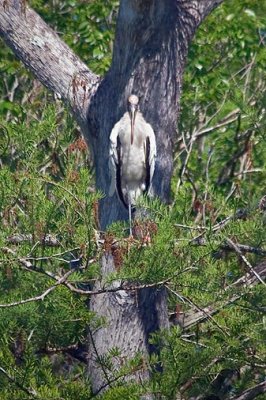 Wood Stork Posing In A Tree 56976