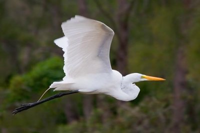 Great Egret In Flight 57095